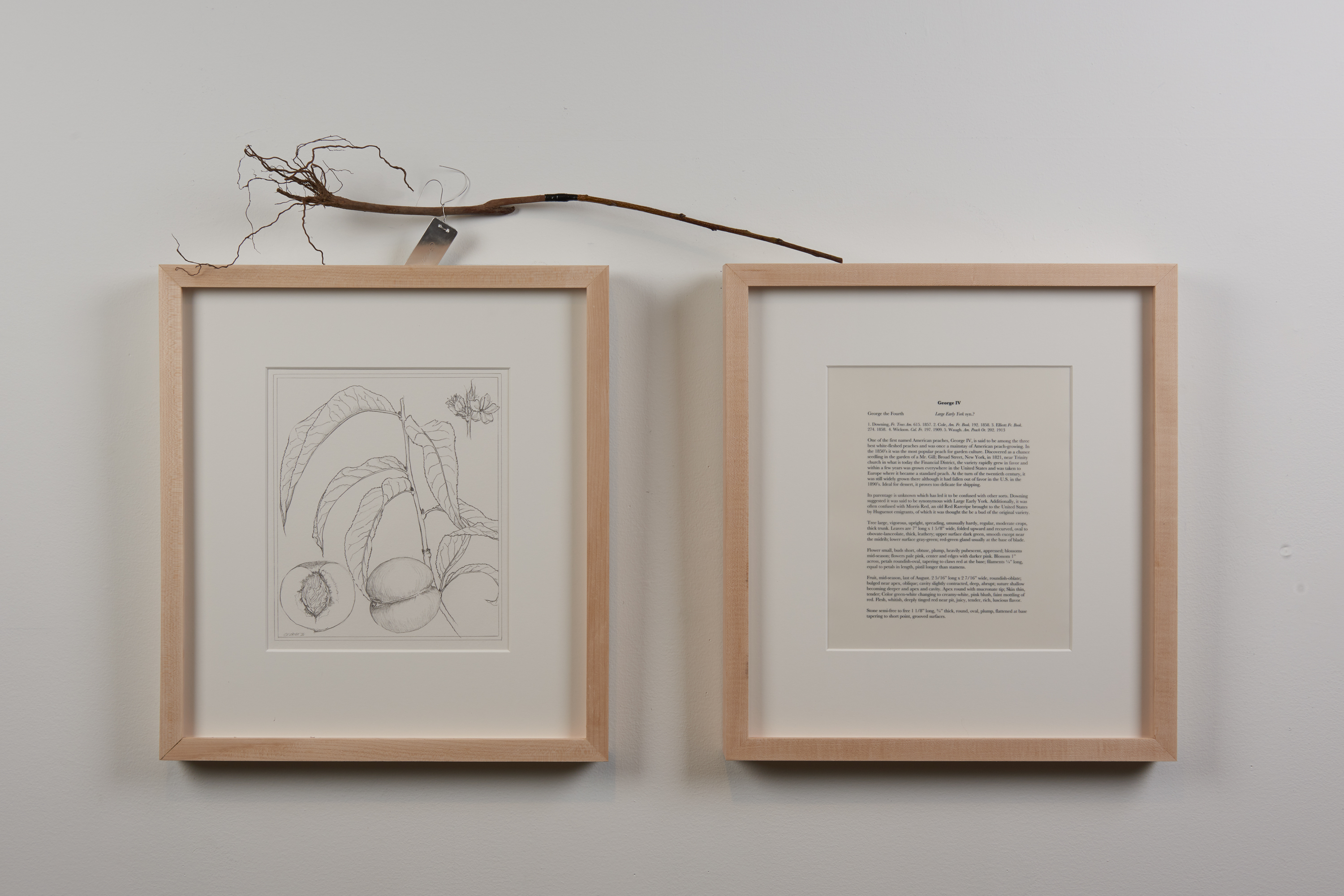 Sam van Aken’s exhibition explores agricultural diversity, food